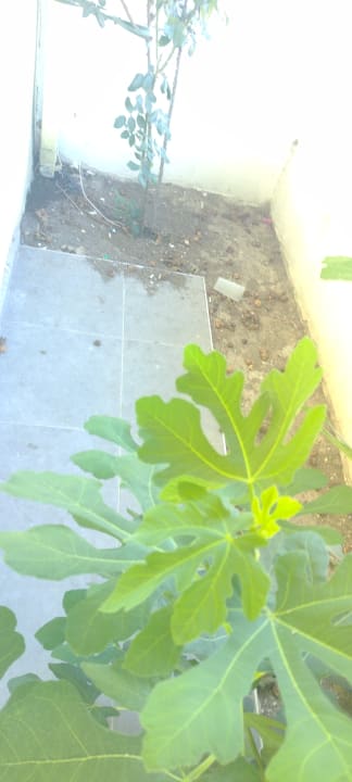 Zimmer Solana by Yelken