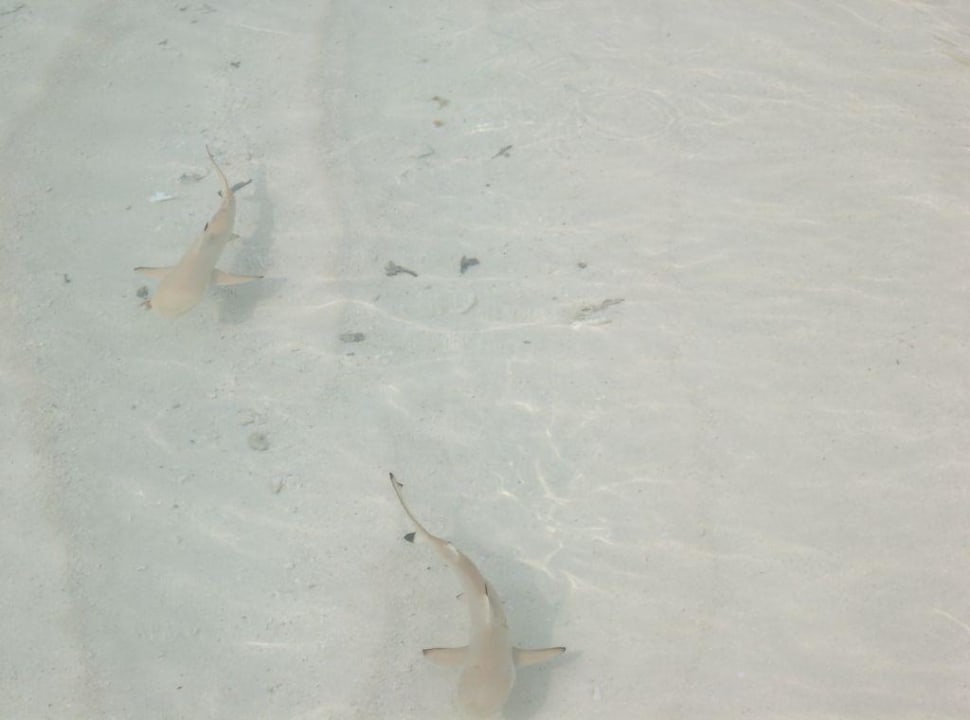 Baby-Riffhaie Kuramathi Maldives