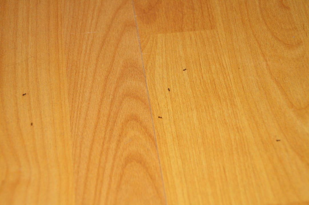 Ameisenplage Hotel Kalithea Mare Palace