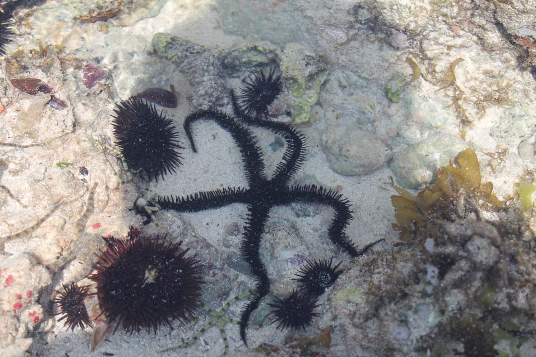 Seespinnen Baobab Beach Resort & Spa