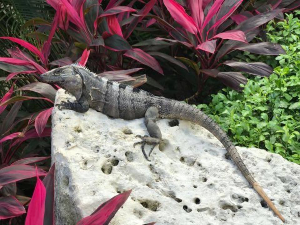 Iguana an der Rezeption Akumal Bay Beach & Wellness Resort