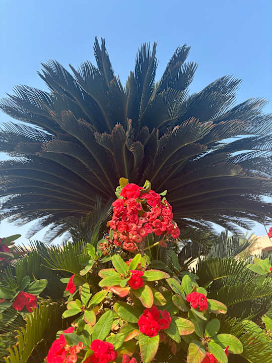 Gartenanlage Pickalbatros Aqua Vista Resort - Hurghada