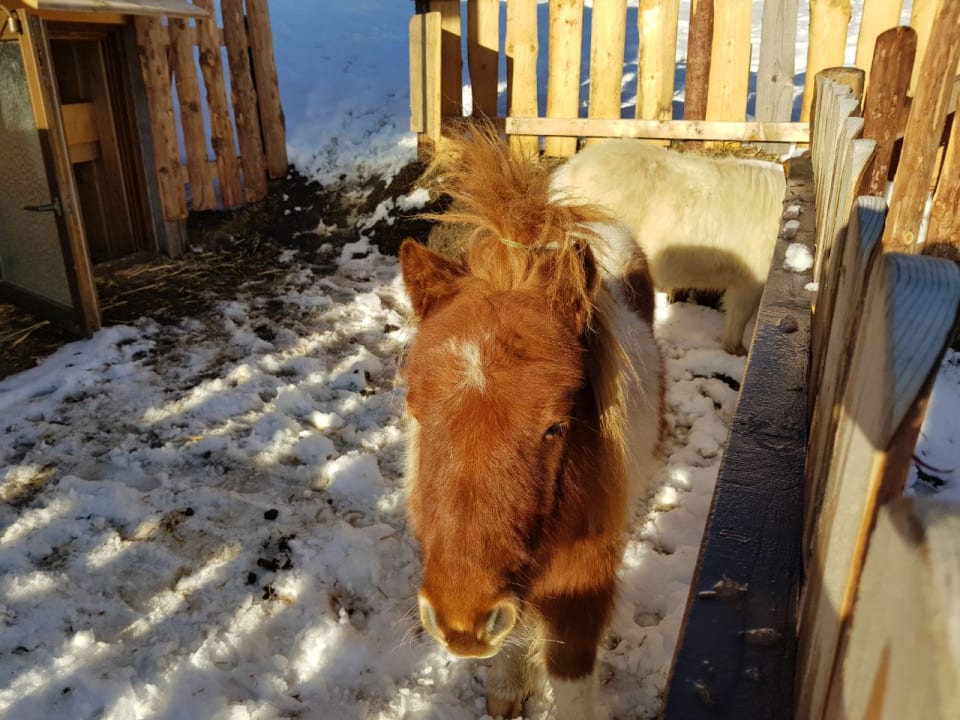 Eins der Ponys Praschhof