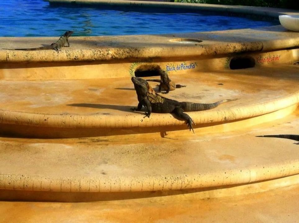 Unter dem Pool wohnt eine Leguan-Familie Hotel Villas Flamingos