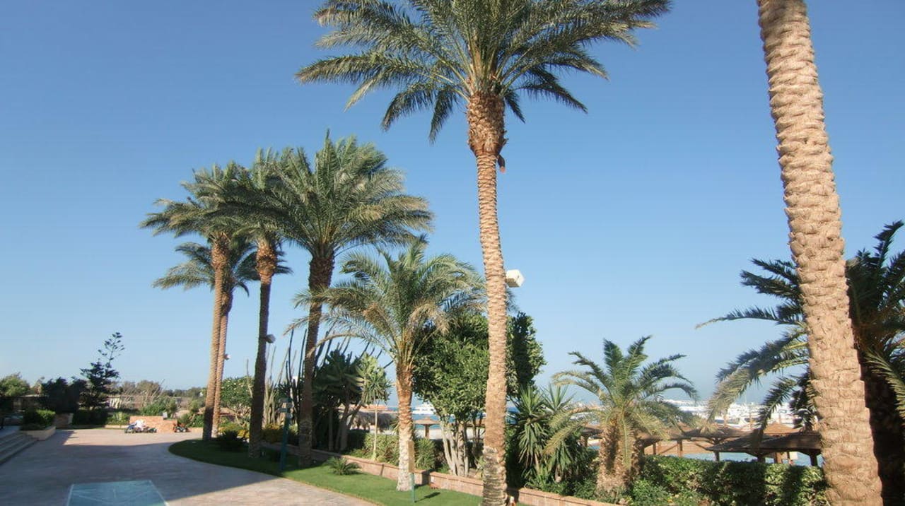Schöne Palmen Marriott Hurghada Beach Resort