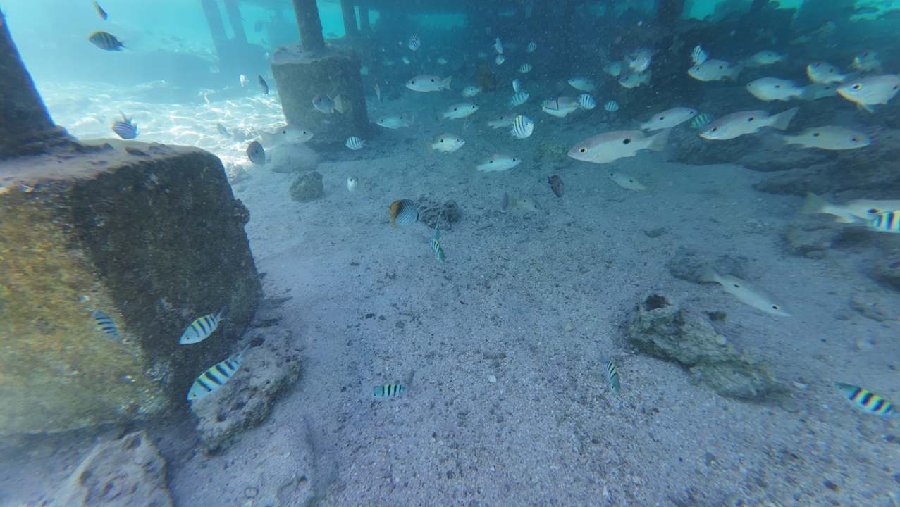 Strand Pickalbatros Royal Moderna Resort-Sharm El Sheikh