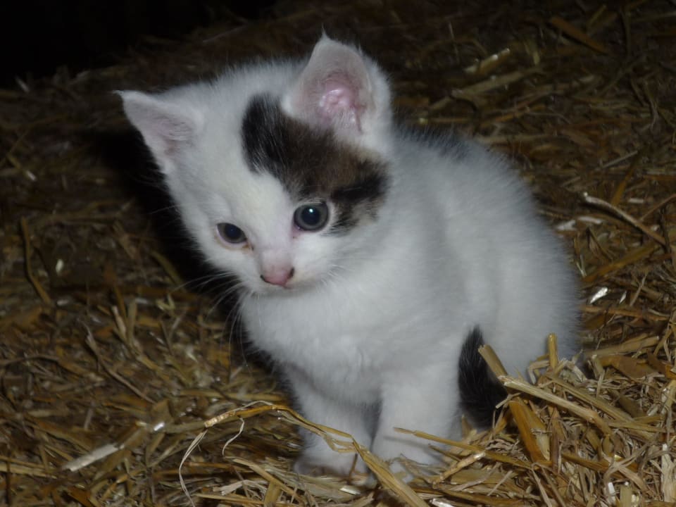 Tiere auf dem Hof Ferienhof Nägele