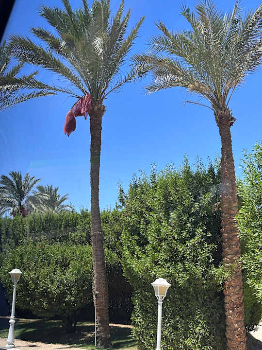 Zimmer Baron Resort