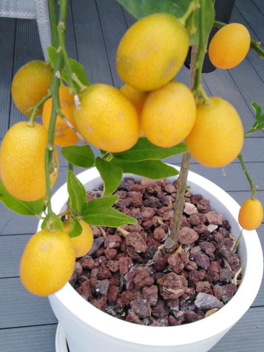 Pool Grupotel Acapulco Playa - Adults Only