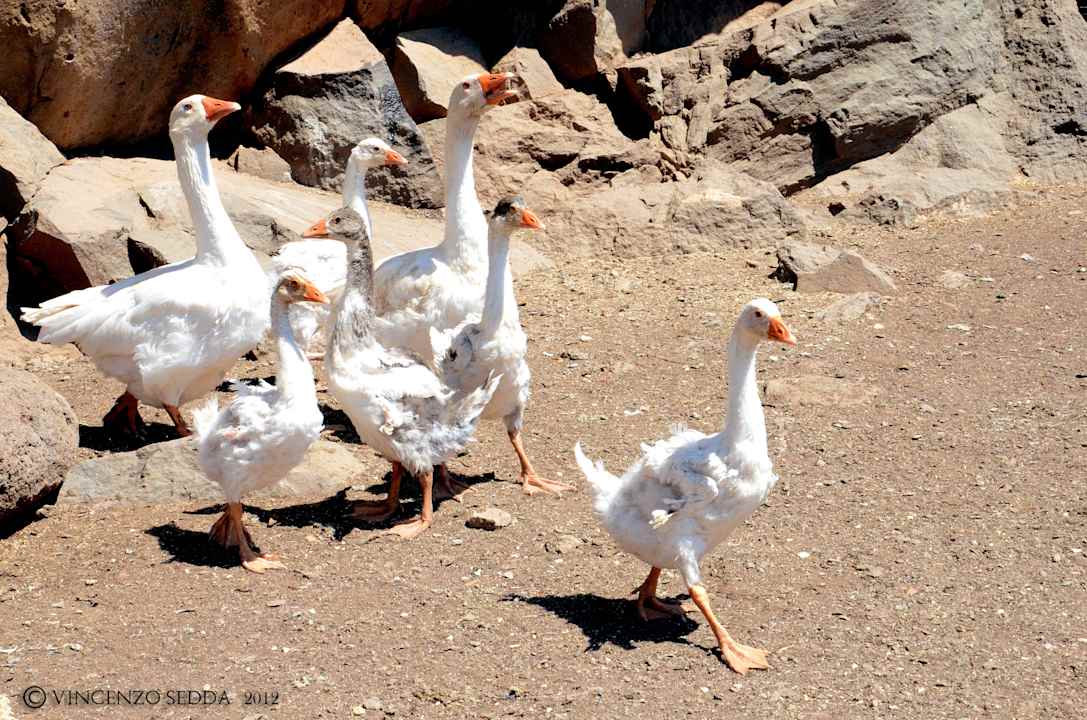 Oche Agriturismo S' Ozzastru