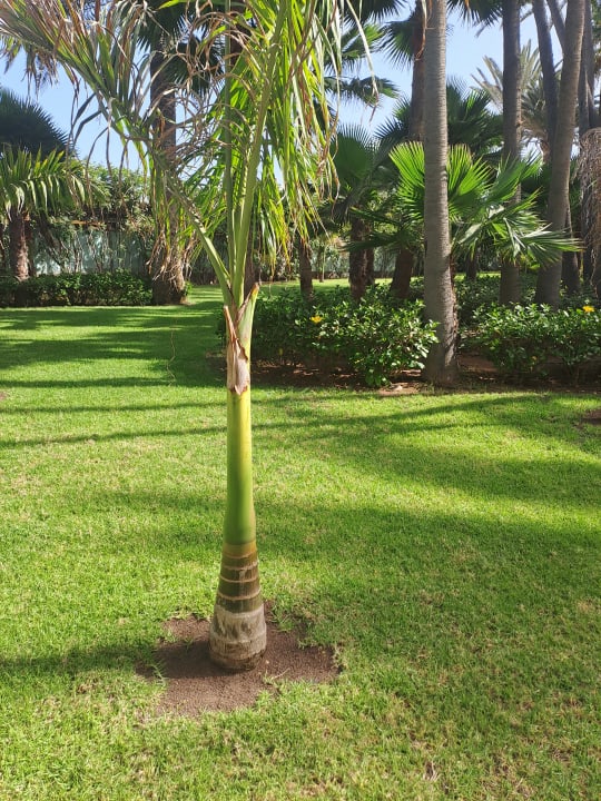 Gartenanlage Hotel Riu Palace Oasis
