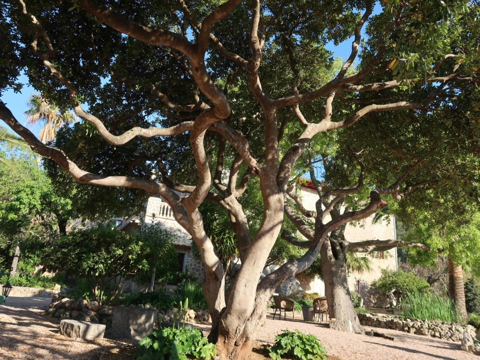 Gartenanlage Hotel Es Port