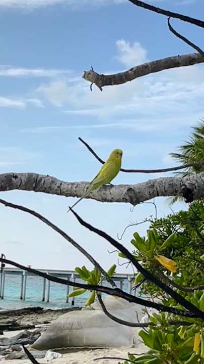 Gartenanlage Angaga Island Resort