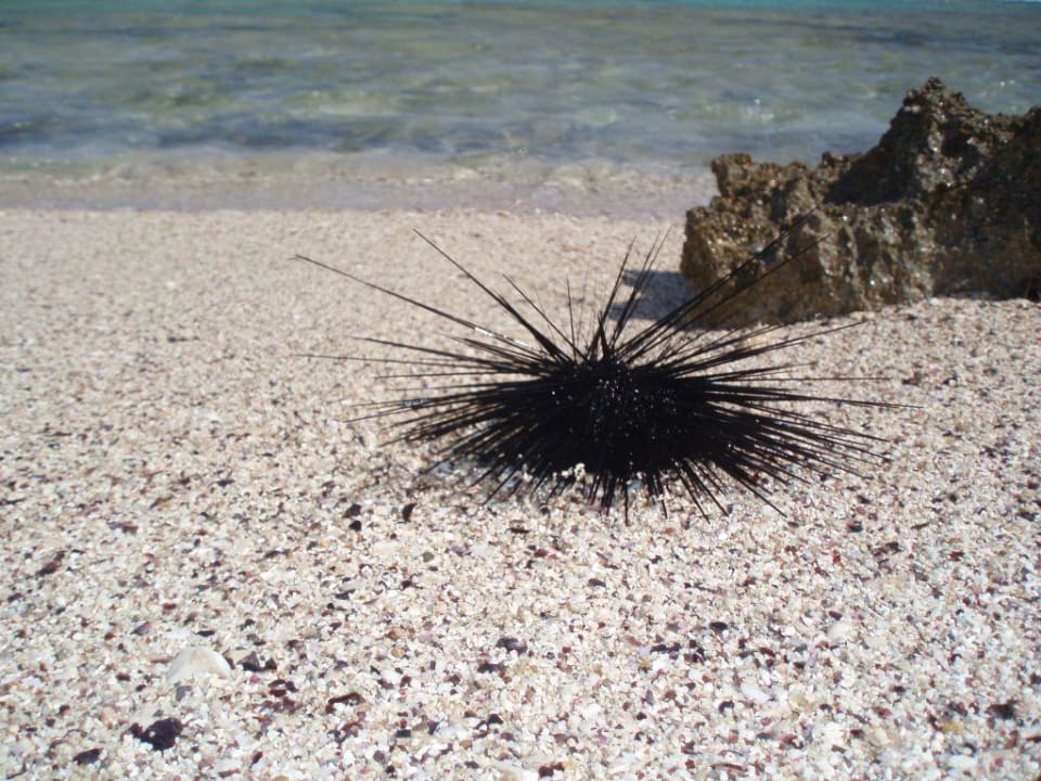 Seeigel am Strand Radisson Blu Resort, El Quseir