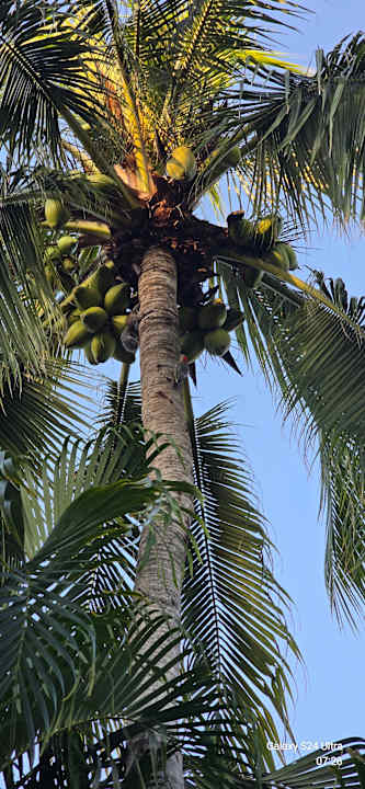 Gartenanlage Iberostar Waves Paraiso del Mar