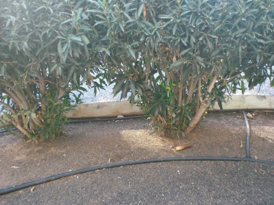 Bewässerungssystem Relaxia Olivina