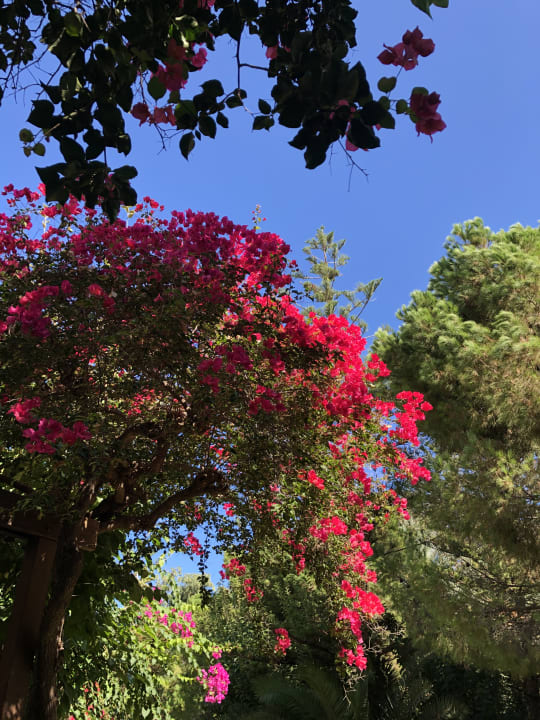 Gartenanlage Apollonia Beach Resort & Spa