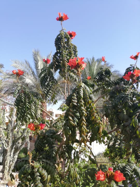 Gartenanlage Golden Beach Resort