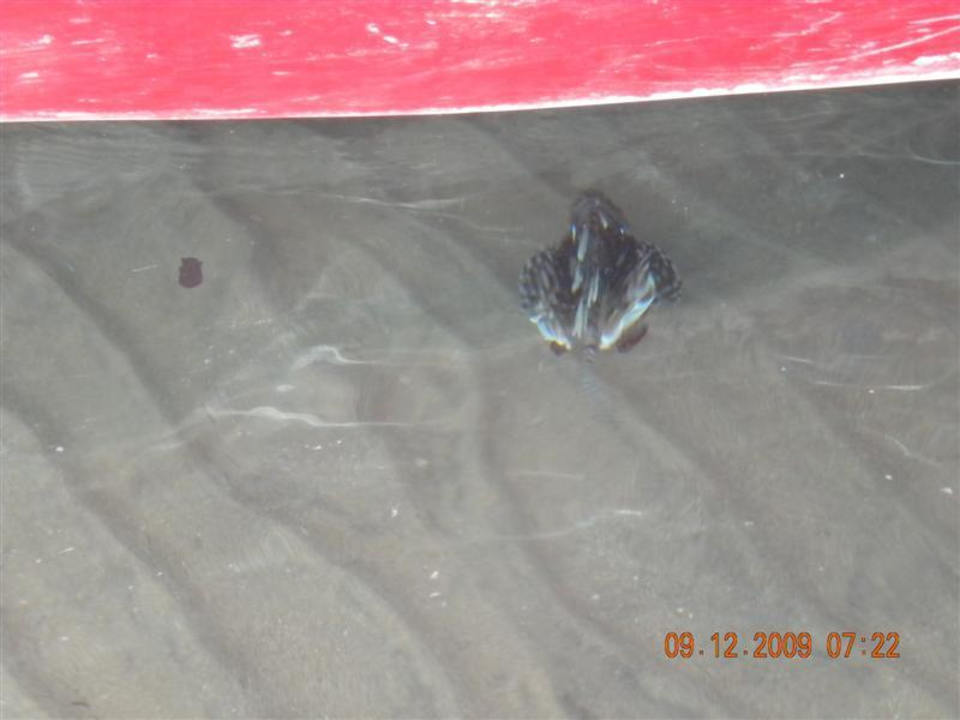 Ein Feuerfisch, mit Vorsicht zu behandeln! Ghazala Beach