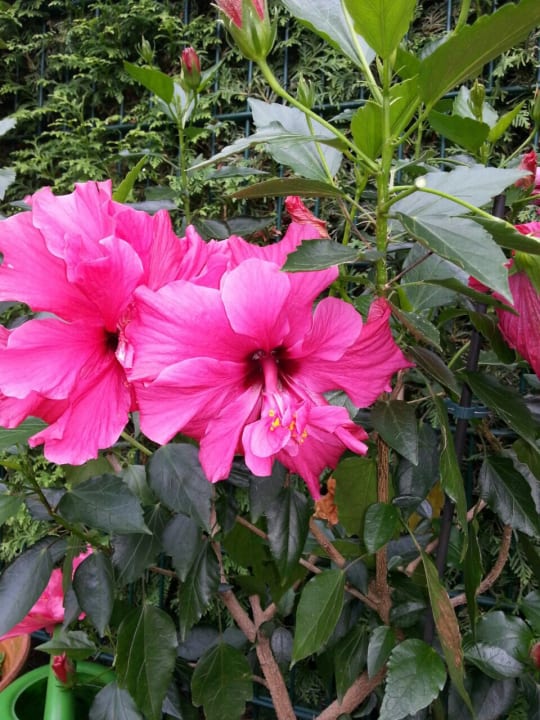 Zimmer Austria Trend Hotel Doppio