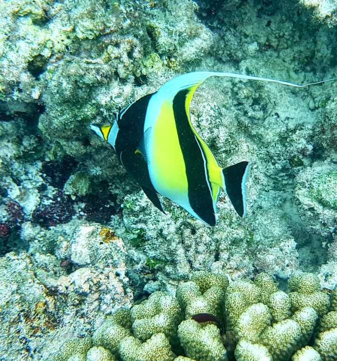 Sport & Freizeit Summer Island Maldives