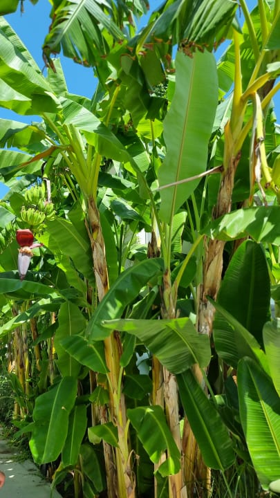 Gartenanlage Paloma Finesse