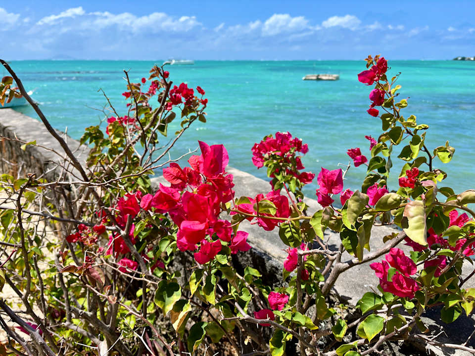 Ausblick Lagoon Attitude - Adults only