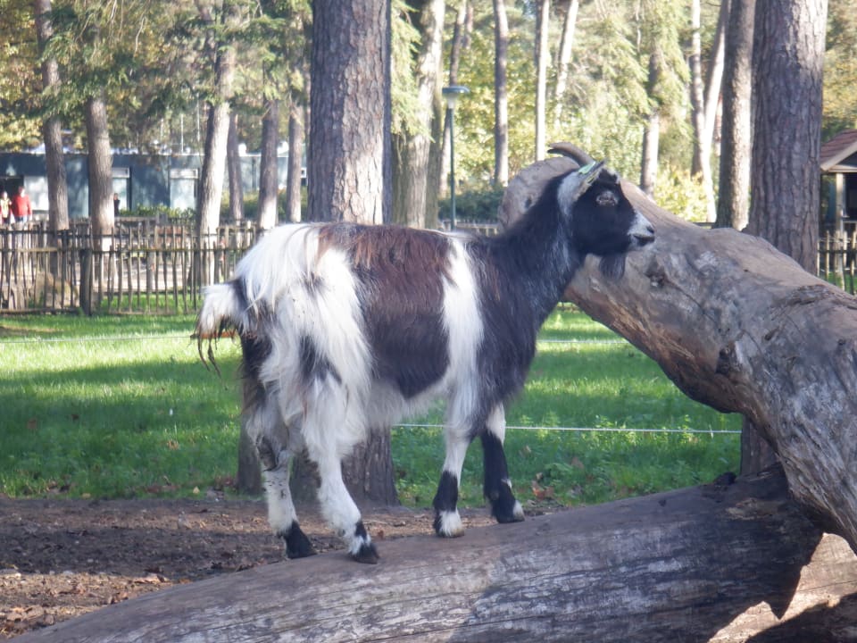 Sport & Freizeit Center Parcs De Kempervennen