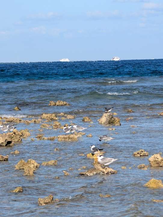 Strand Jaz Makadi Oasis Resort