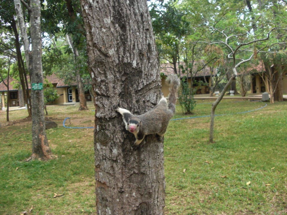 Ein Baumhörnchen vor unserem Bungi Habarana Village by Cinnamon