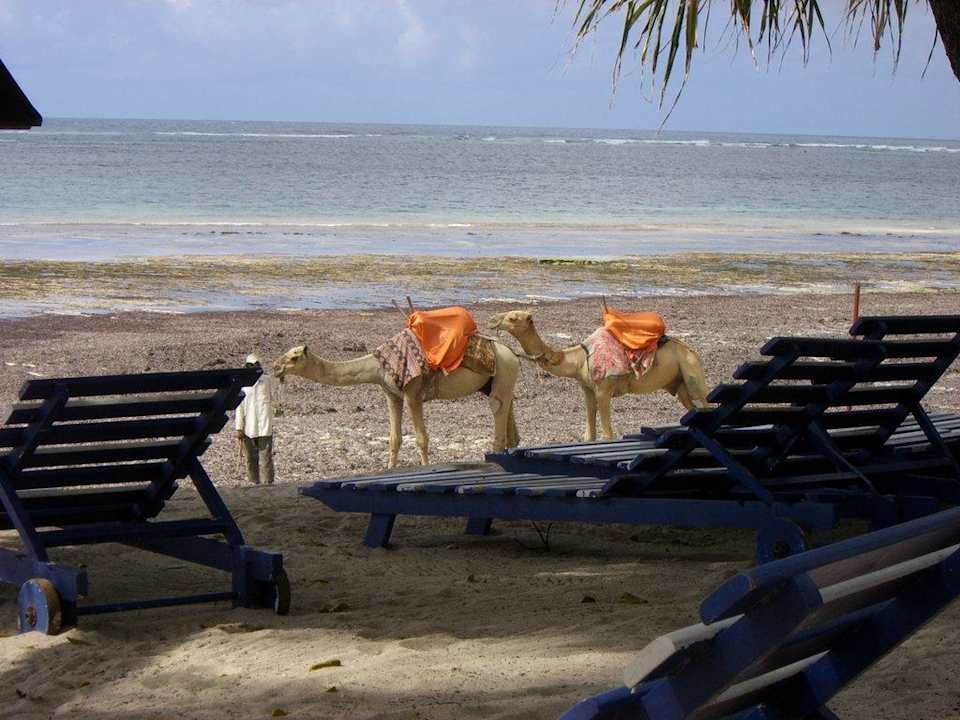 Kamele am Strand Kaskazi Beach Resort