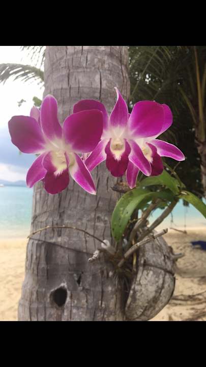 Gartenanlage Panwa Beach Resort Phuket