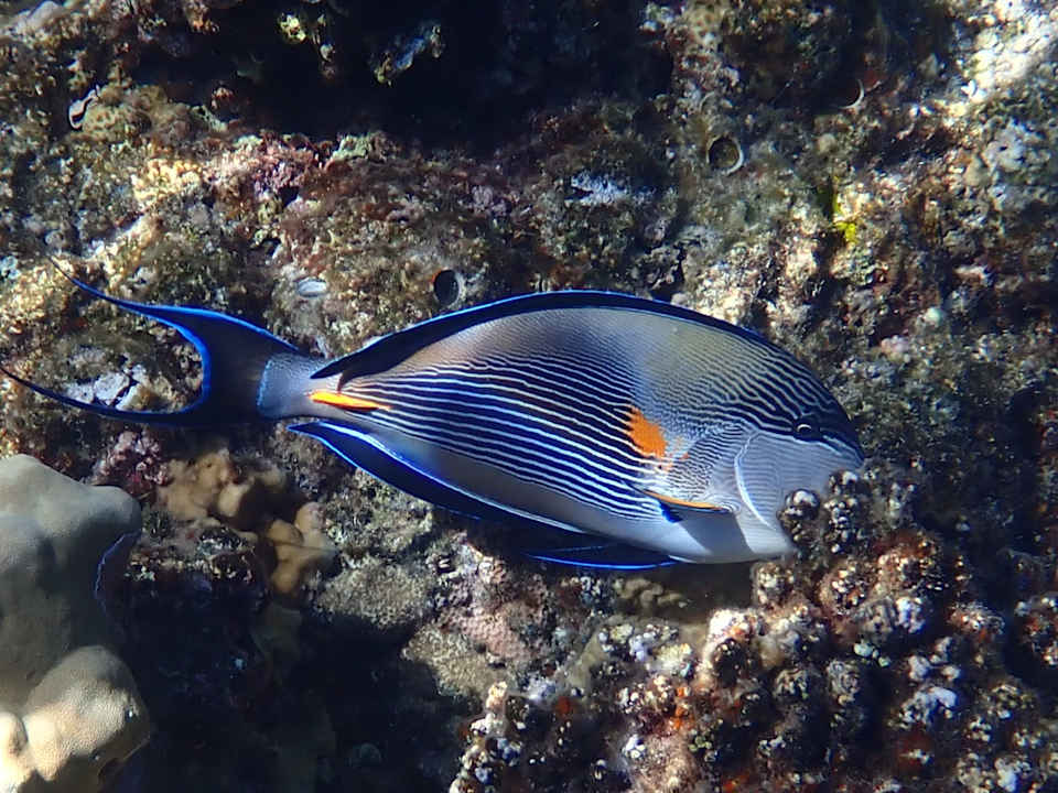 Strand The Breakers Diving & Surfing Lodge