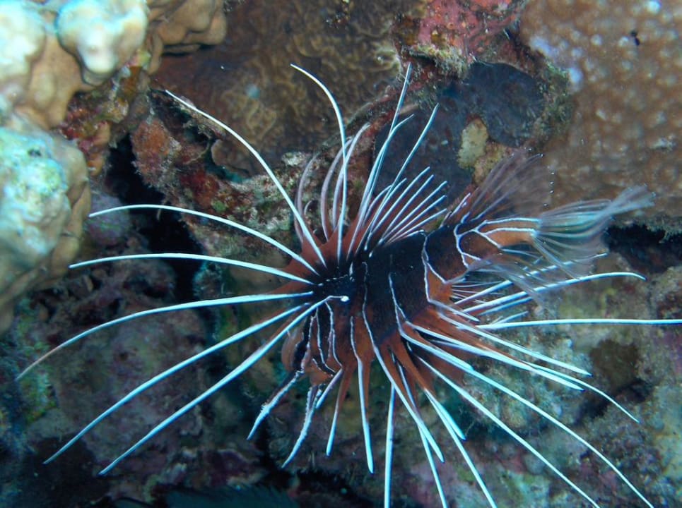 Zestaw zdjęć z hotelu Titanic Beach Spa & Aqua Park