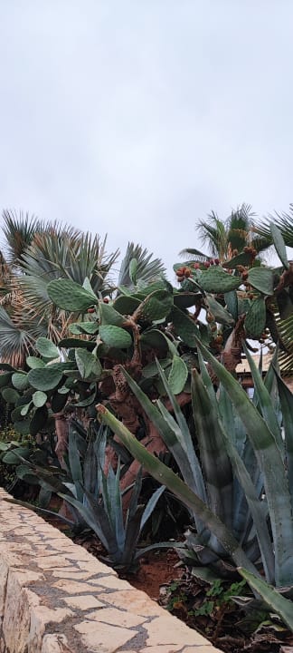 Gartenanlage Cactus Beach