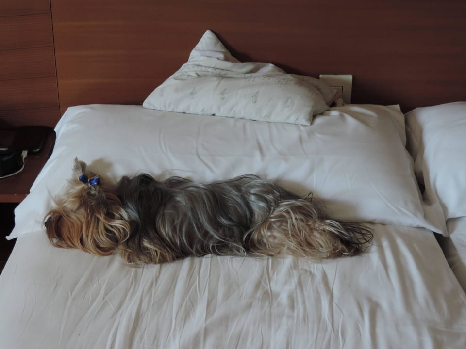 Unavená "Dog" odpočívá v pokoji Hotel Corolle