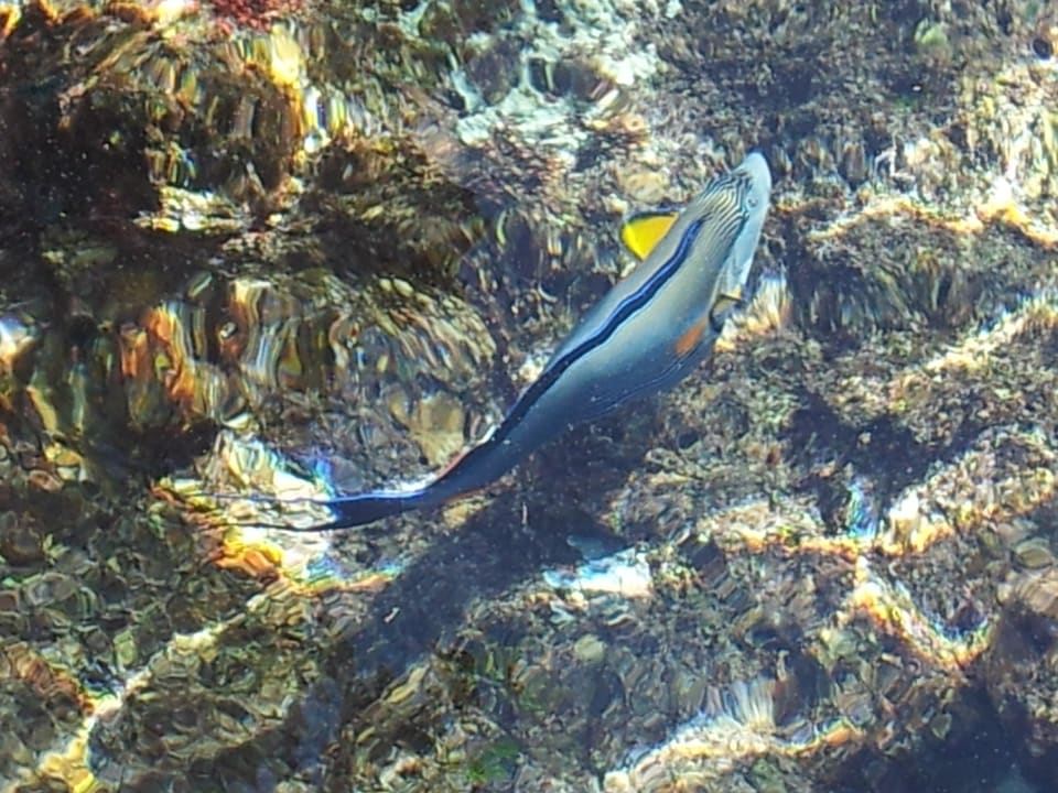 Fisch The Oasis Dive Resort