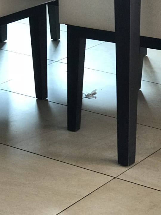 Gastro Armada BlueBay