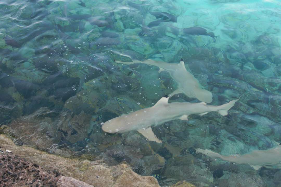 Hai- und Rochenfütterung Summer Island Maldives