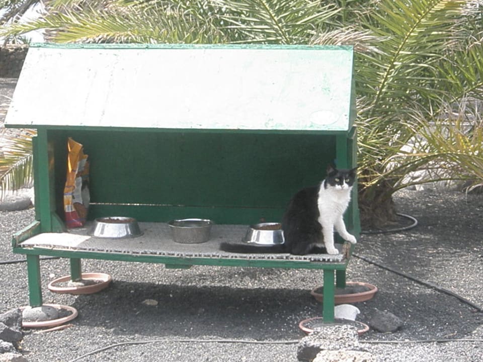 Für die Miezekatzen wird auch gesorgt  Dreams Lanzarote Playa Dorada Resort & Spa