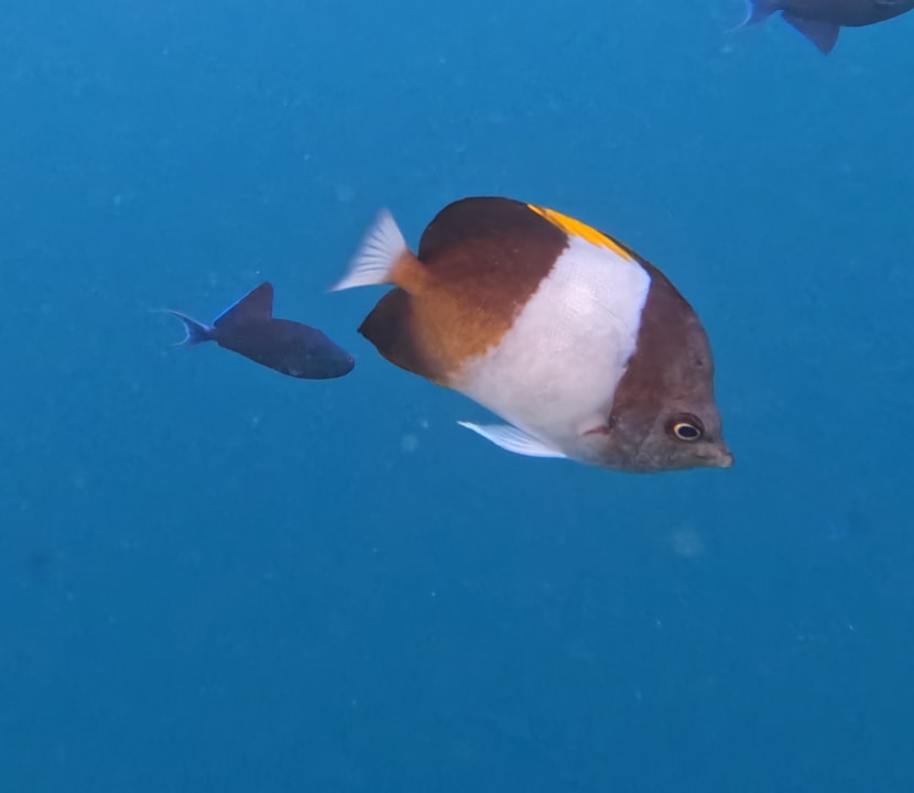 Sport & Freizeit Sun Siyam Vilu Reef