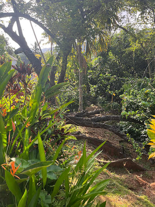 Gartenanlage Hostal Recuerdos del Tayrona