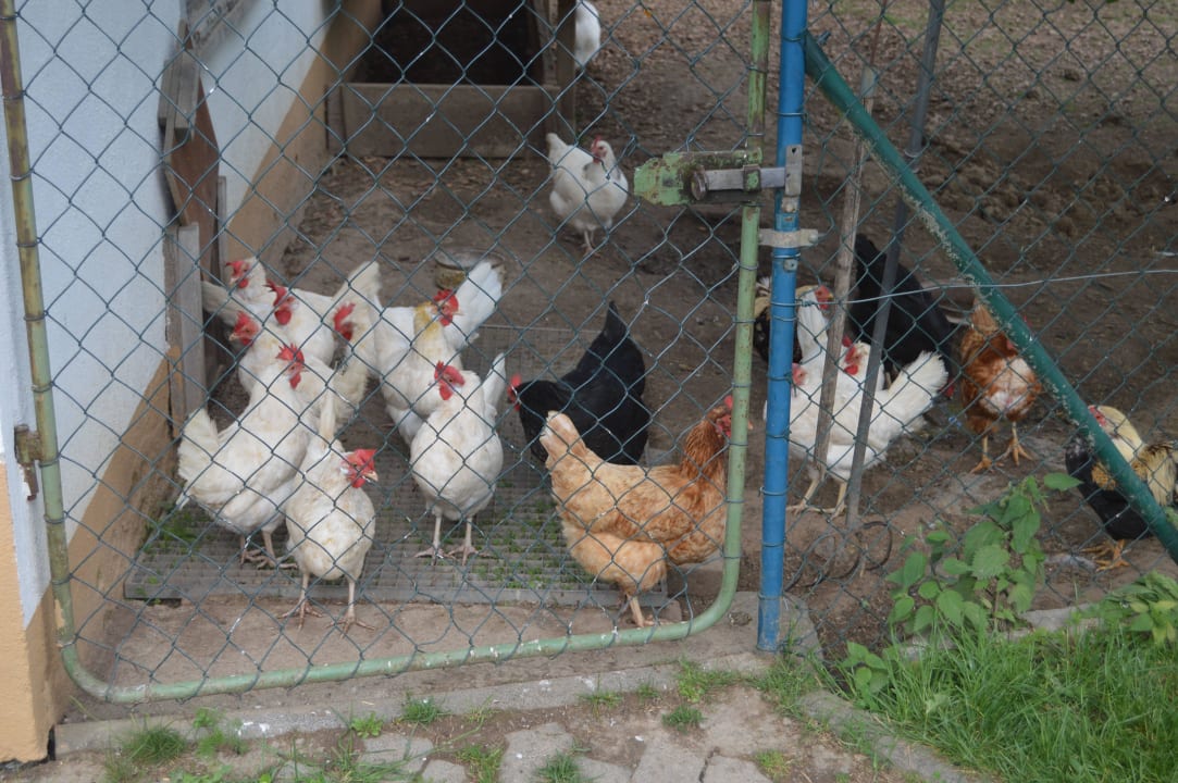 Immer frische Frühstückseier Bio-Bauernhof Mültner