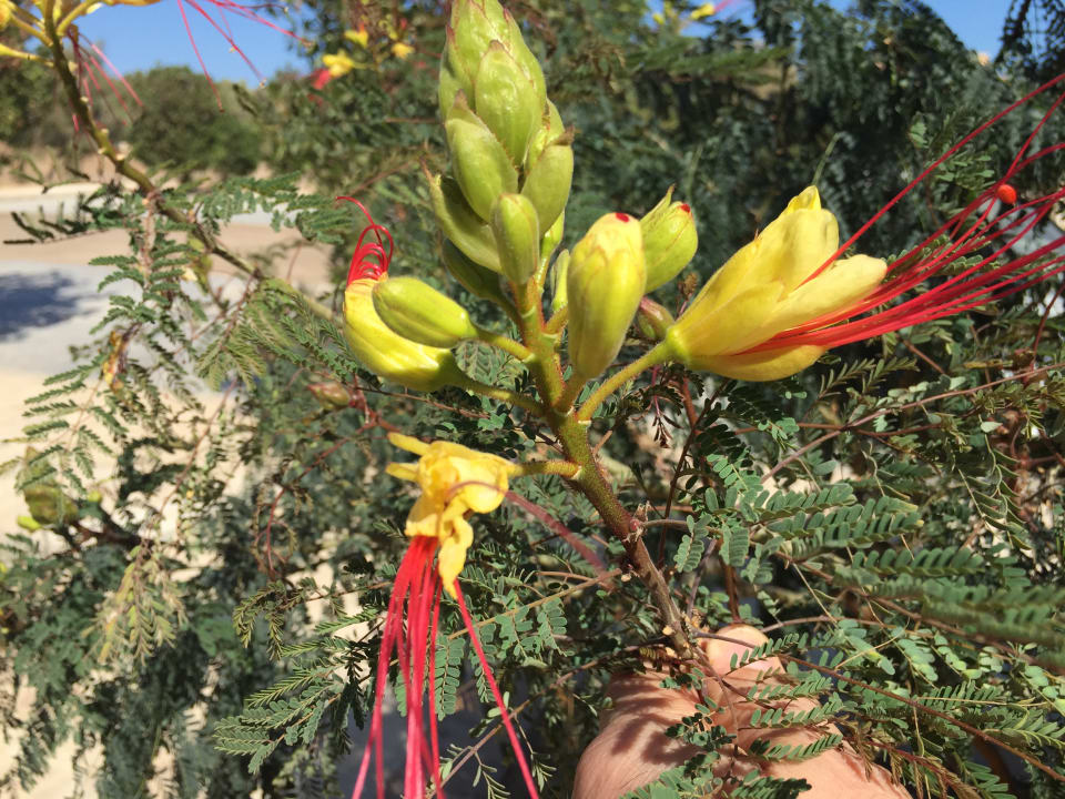 Gartenanlage Three Corners Rihana Resort Deluxe