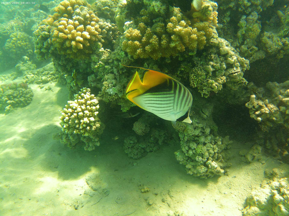 Strand Cleopatra Luxury Resort Makadi Bay