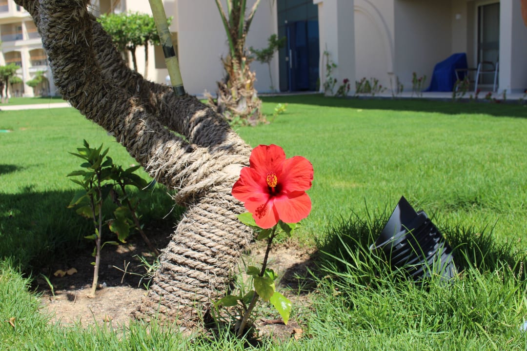 Blume Pickalbatros White Beach Resort - Hurghada