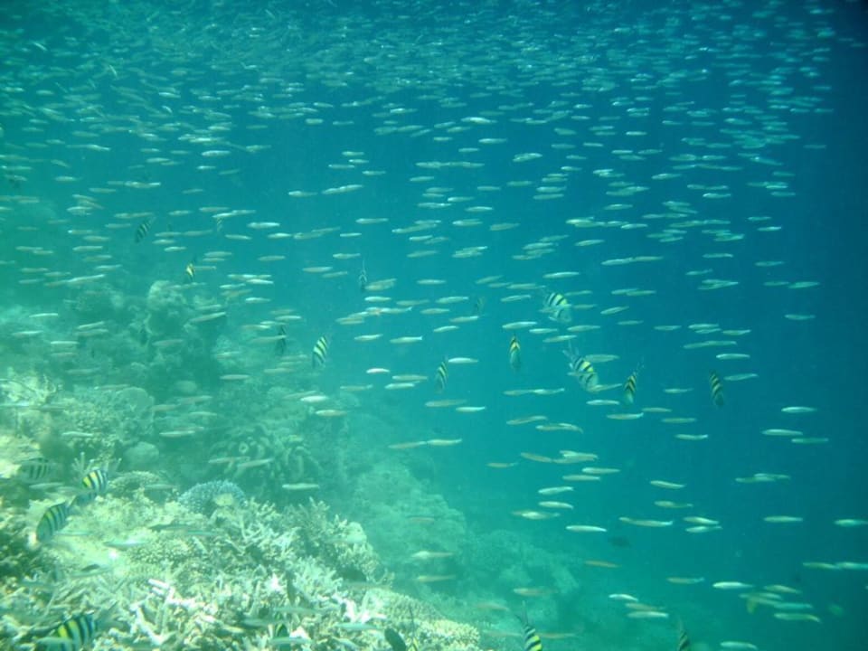 Hausriff Eri Maldives