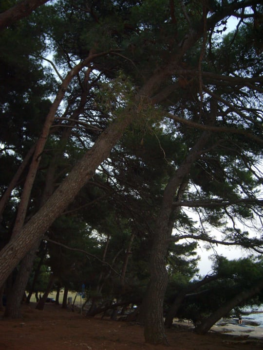 Strand unter Kiefern Rooms Savudrija Plava Laguna