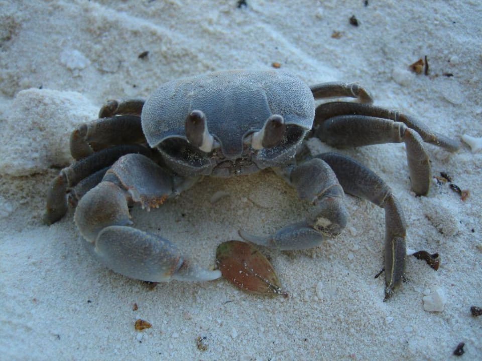 Strandkrebs Adaaran Select Hudhuran Fushi - Premium All Inclusive