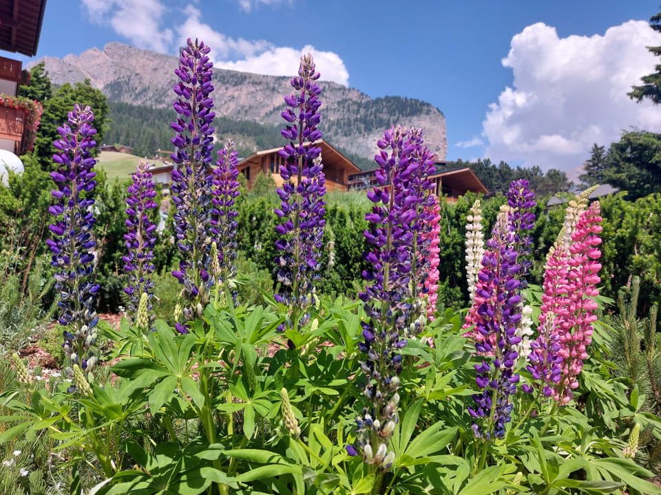 Gartenanlage Hotel Bellevue